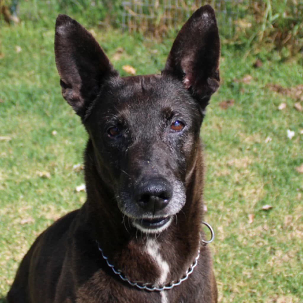 Nai, male senior Mixed Breed for adoption at SALVA Hundehilfe e.V.