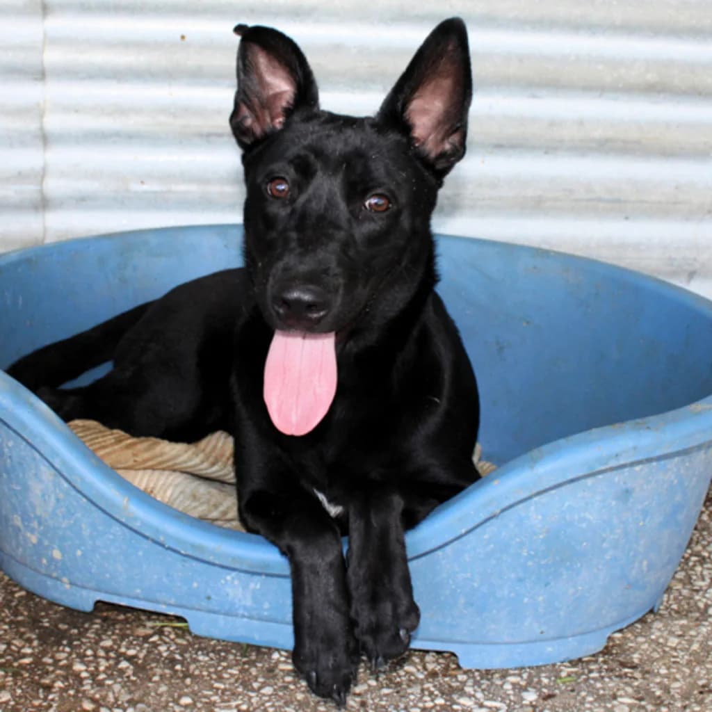 Luna, female puppy Mixed Breed for adoption at SALVA Hundehilfe e.V.