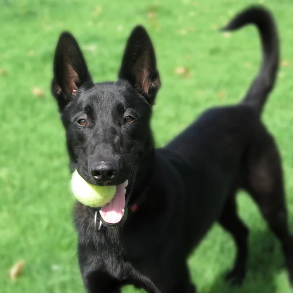 Conguito, male young Belgian Malinois for adoption at SALVA Hundehilfe e.V.