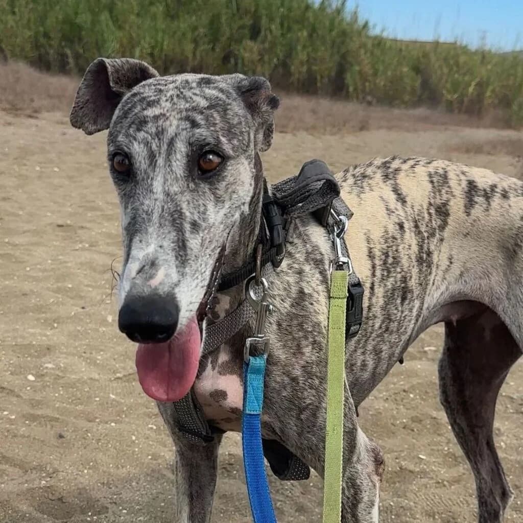 Arisca, female 5yo Galgo Español for adoption at SALVA Hundehilfe e.V.