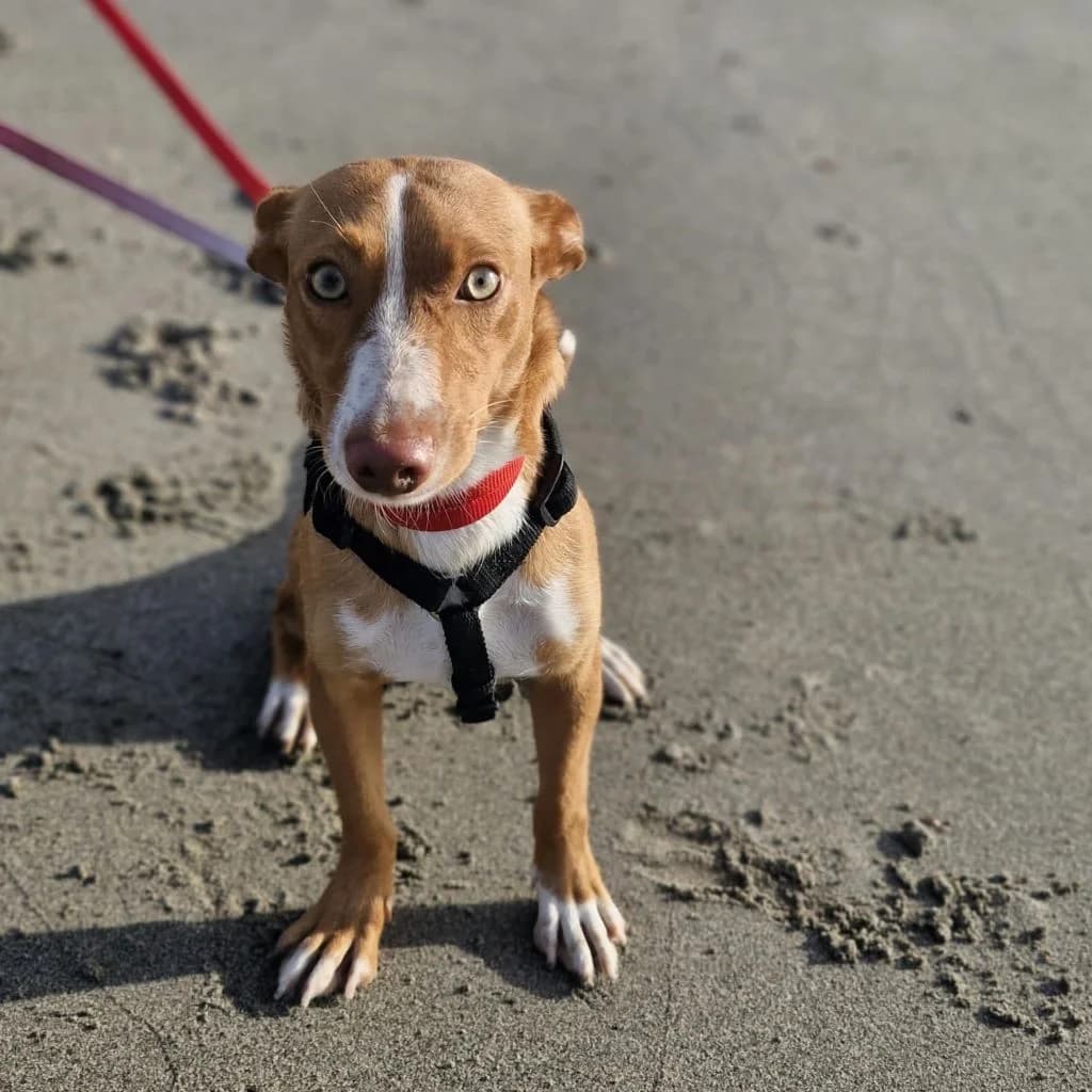 Honey, female puppy Podenco for adoption at SALVA Hundehilfe e.V.