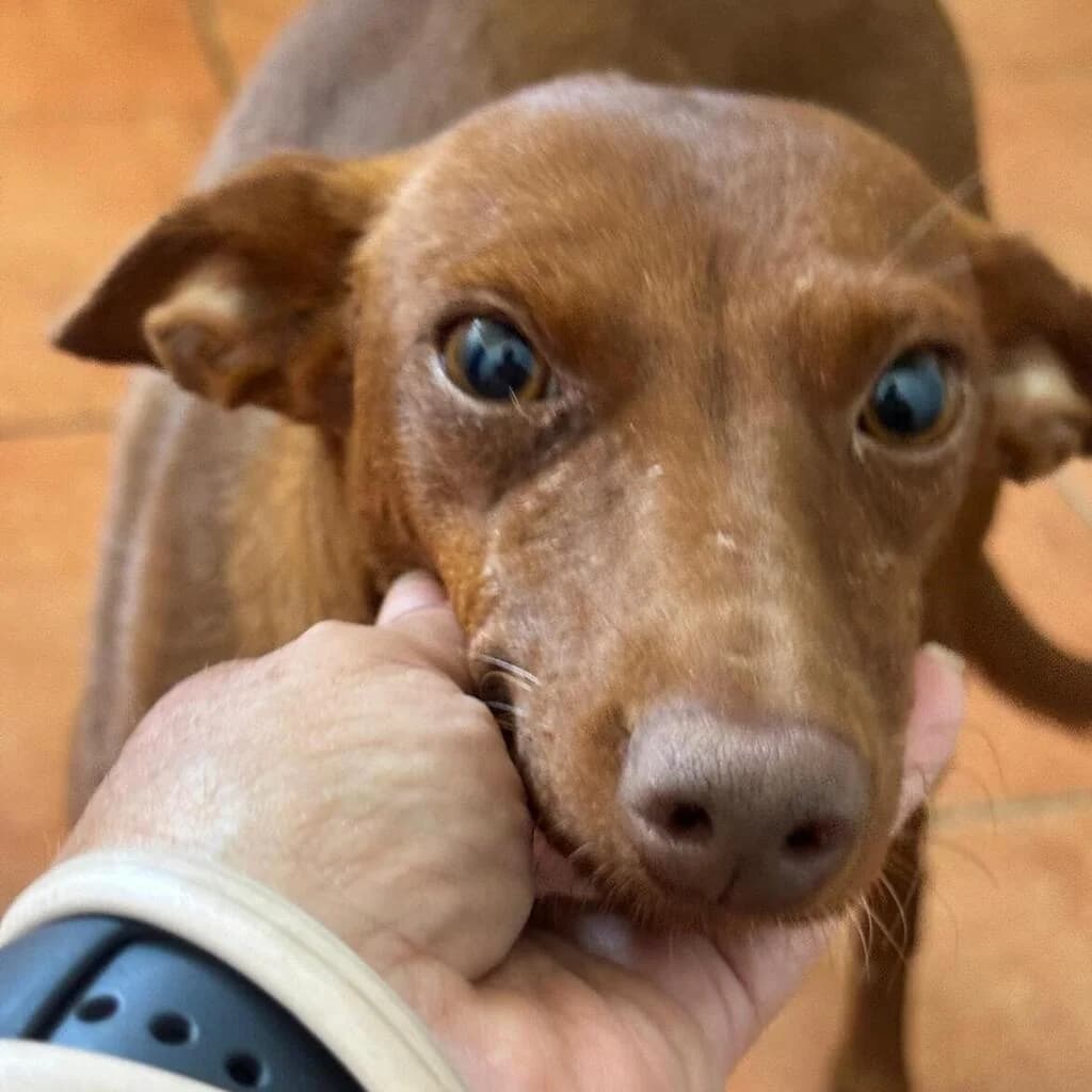 Mirella, female young Podenco for adoption at SALVA Hundehilfe e.V.