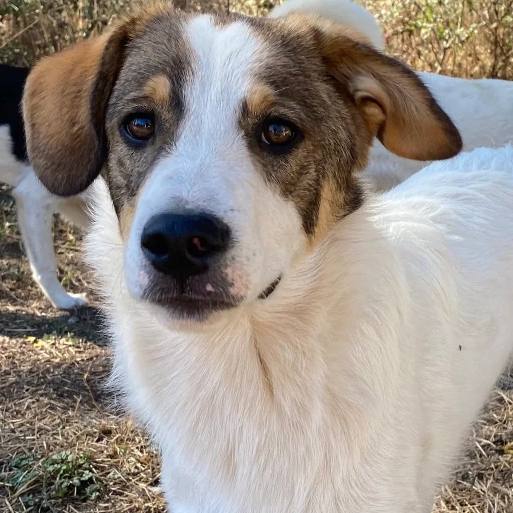 Kalle, male puppy Mixed Breed for adoption at SALVA Hundehilfe e.V.