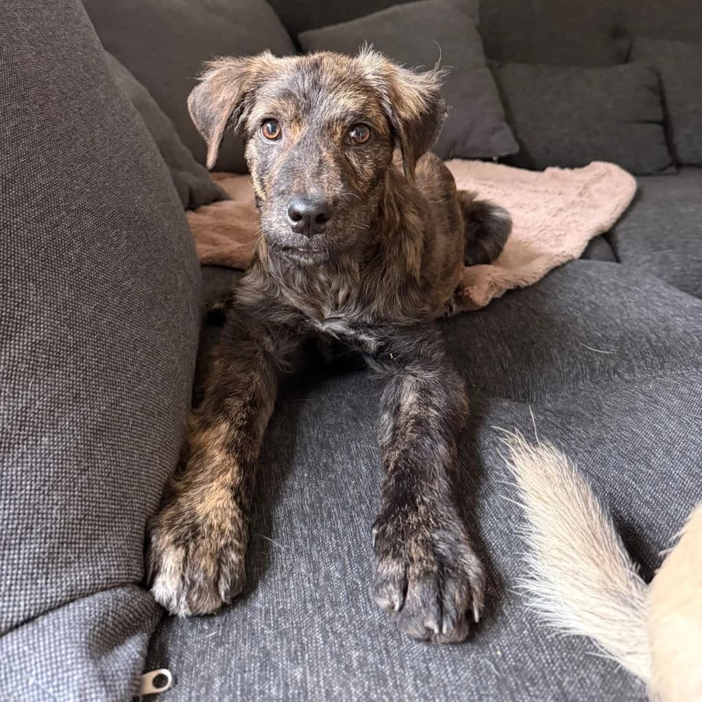 Nukka, male puppy Mixed Breed for adoption at SALVA Hundehilfe e.V.