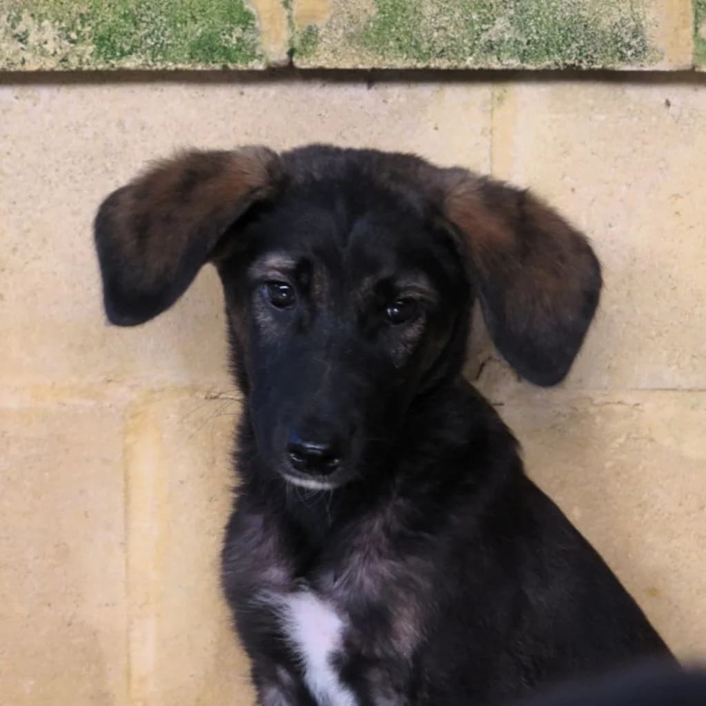 Simon, male puppy Mixed Breed for adoption at SALVA Hundehilfe e.V.