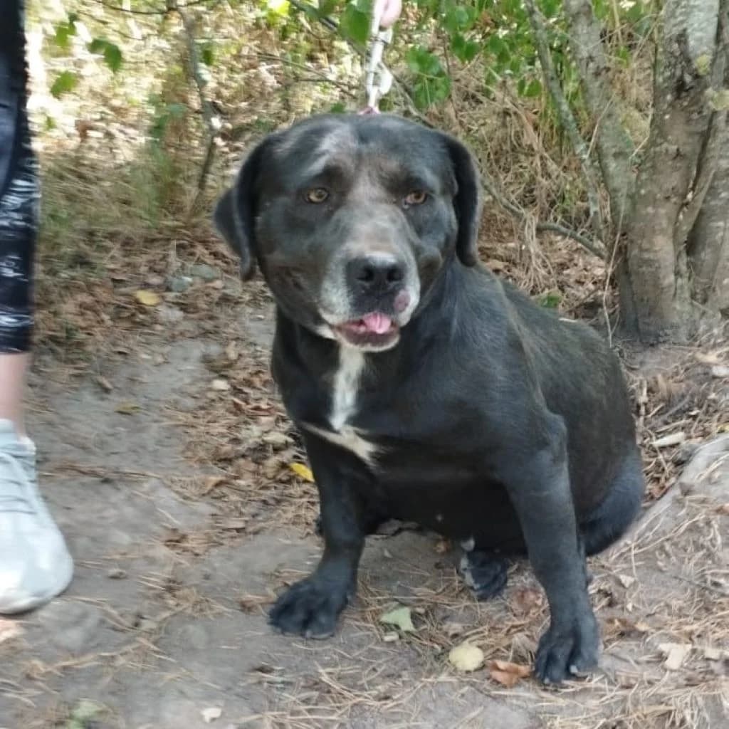 Edda, female 7yo Mixed Breed for adoption at SALVA Hundehilfe e.V.
