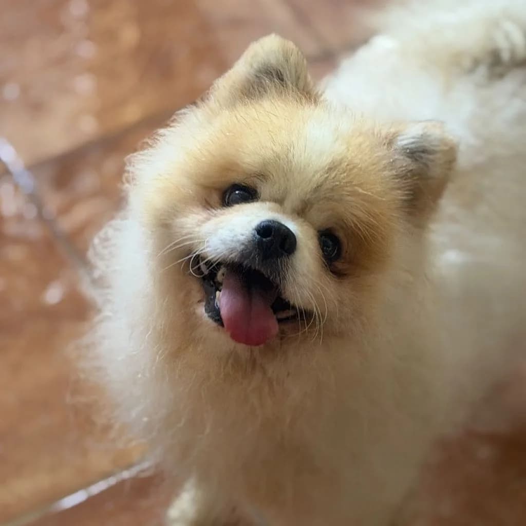 Spicy II de Aguasur, male senior mixed breed for adoption at SALVA Hundehilfe e.V.