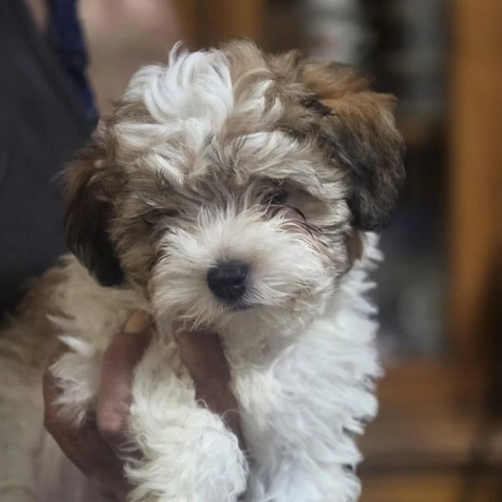 Dory, female puppy Yorkshire Terrier for adoption at SALVA Hundehilfe e.V.