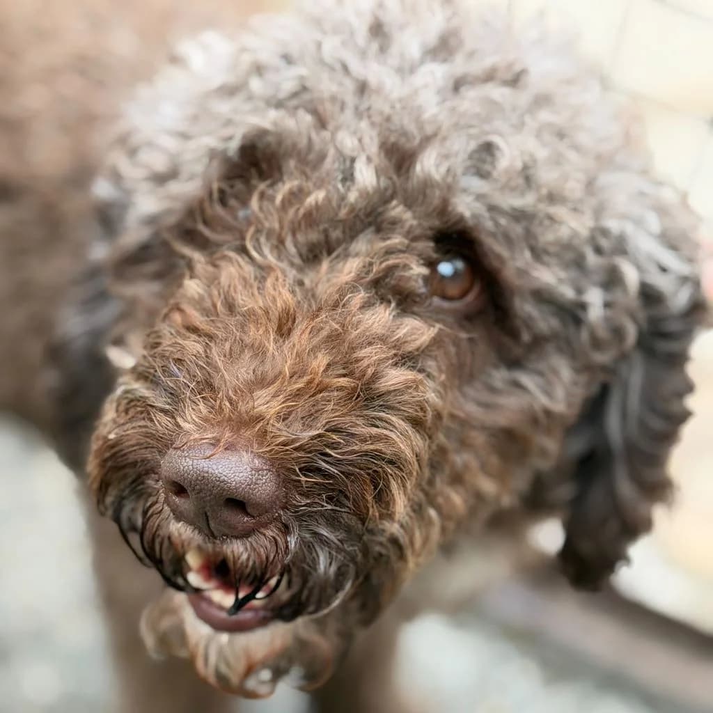 Luna, female 4yo mixed breed for adoption at SALVA Hundehilfe e.V.