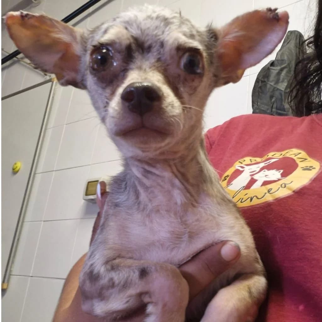 Lorena, female 4yo Chihuahua for adoption at SALVA Hundehilfe e.V.