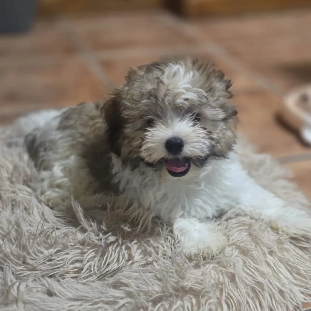 Nemo, male puppy Yorkshire Terrier for adoption at SALVA Hundehilfe e.V.
