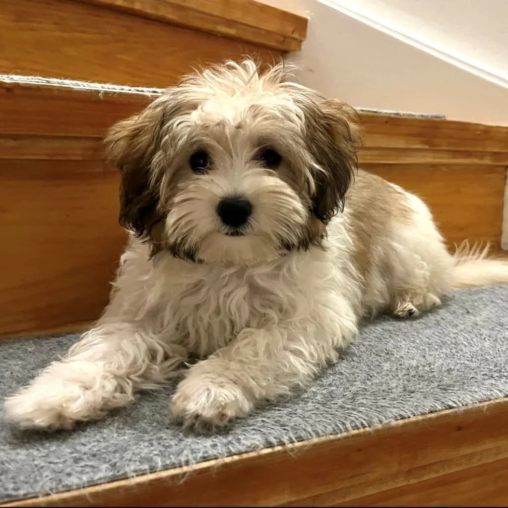 Nemo, male puppy Yorkshire Terrier for adoption at SALVA Hundehilfe e.V.