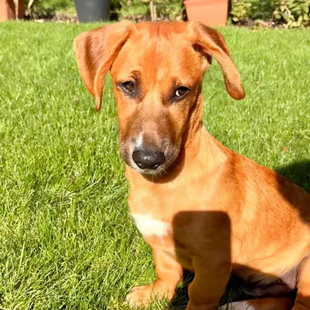 Jimin, male puppy Mixed Breed for adoption at SALVA Hundehilfe e.V.