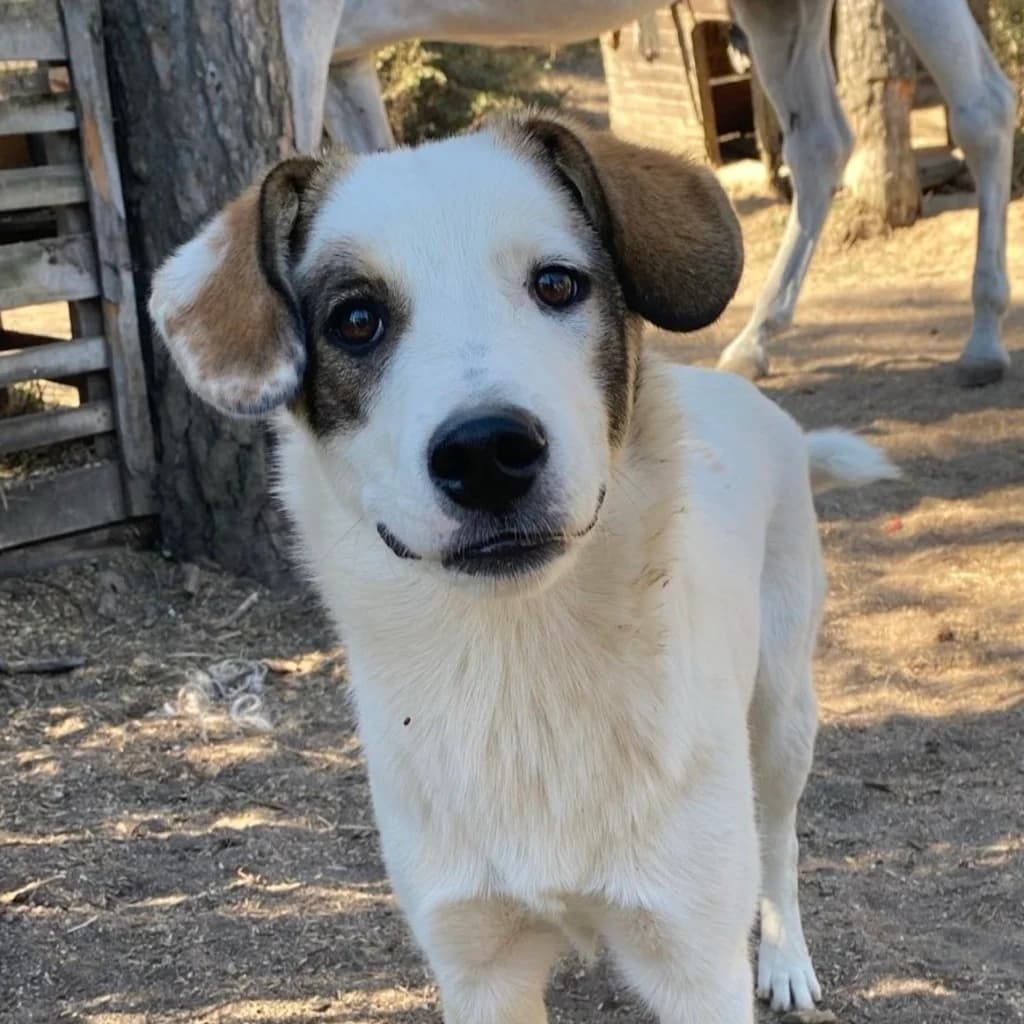 Salt, female puppy Mixed Breed for adoption at SALVA Hundehilfe e.V.