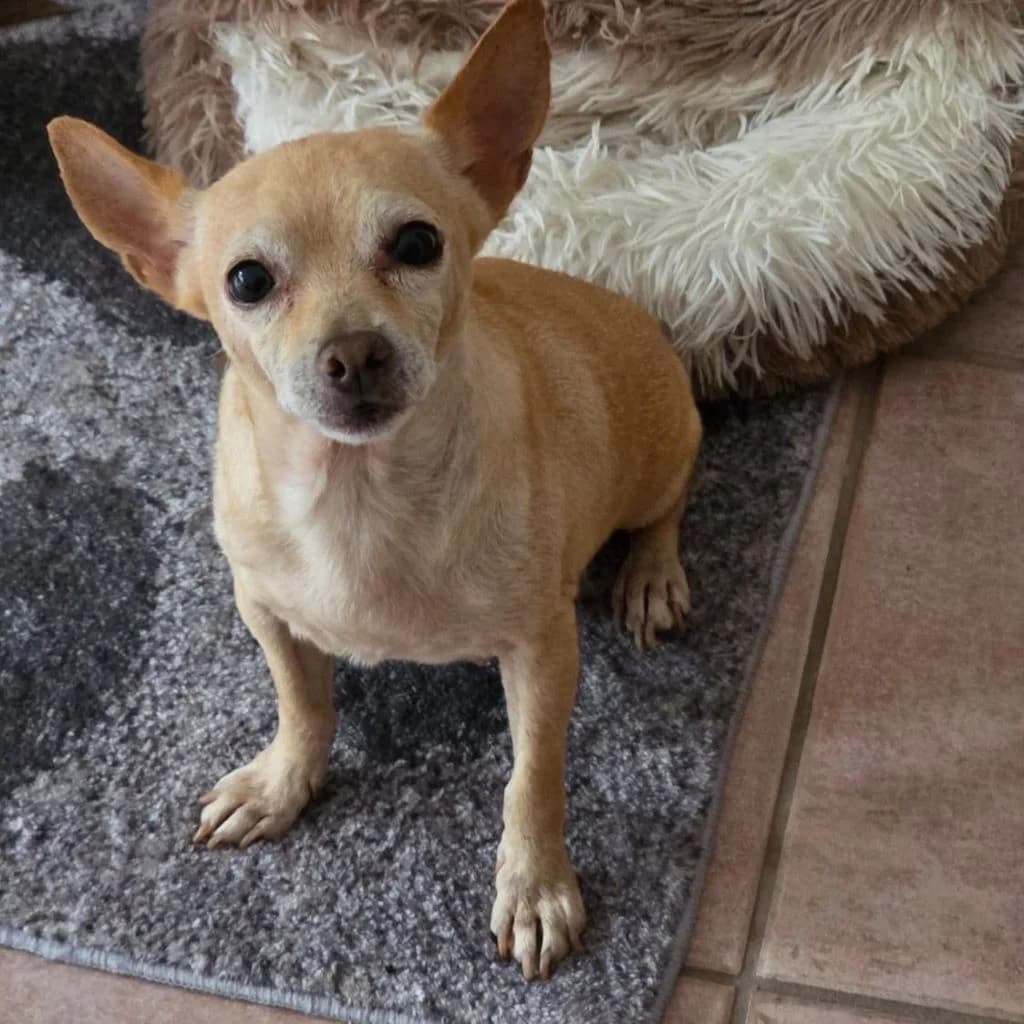 Alegria, female senior Chihuahua for adoption at SALVA Hundehilfe e.V.