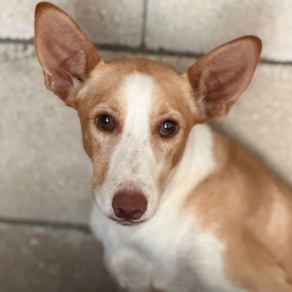 Limeño, male young Podenco for adoption at SALVA Hundehilfe e.V.