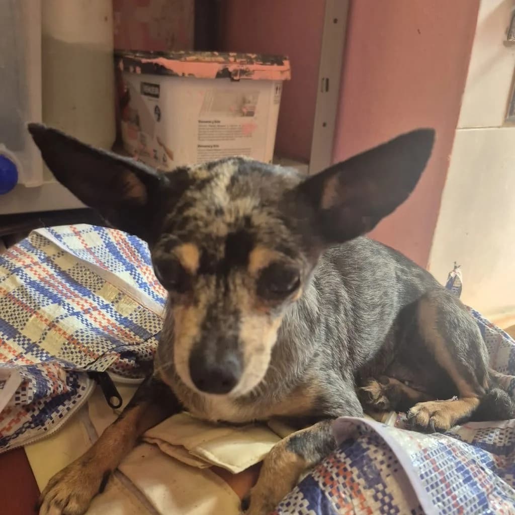 Triana, female 5yo Chihuahua for adoption at SALVA Hundehilfe e.V.