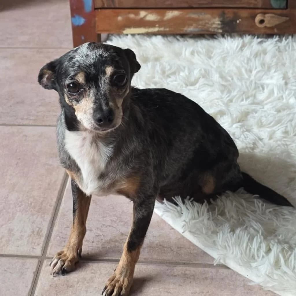 Triana, female 5yo Chihuahua for adoption at SALVA Hundehilfe e.V.