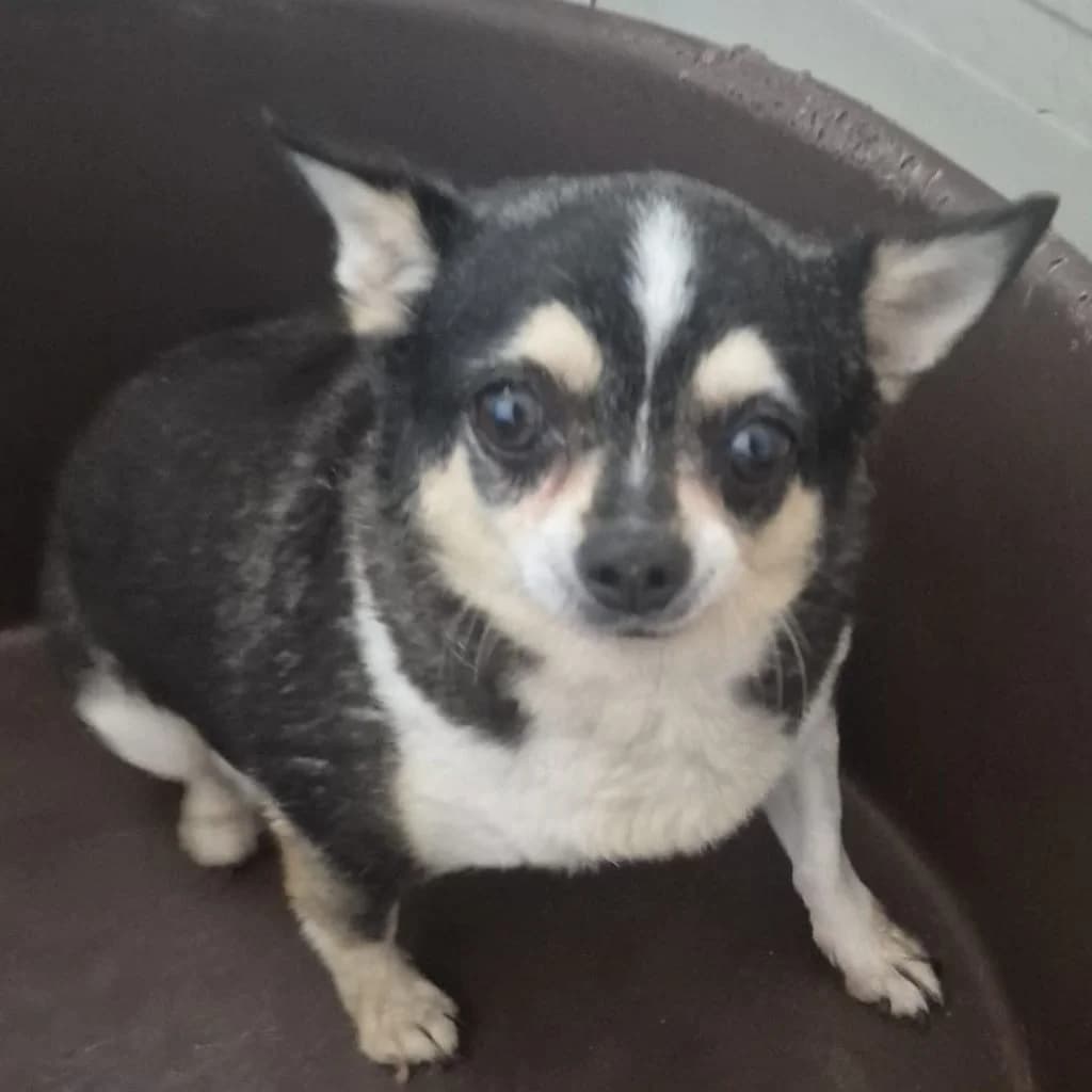 Vera, female 5yo Chihuahua for adoption at SALVA Hundehilfe e.V.