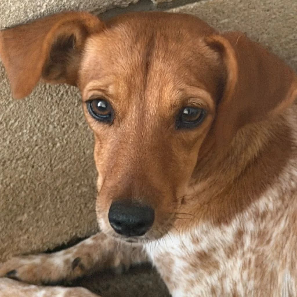 Lucia, female young Mixed Breed for adoption at SALVA Hundehilfe e.V.