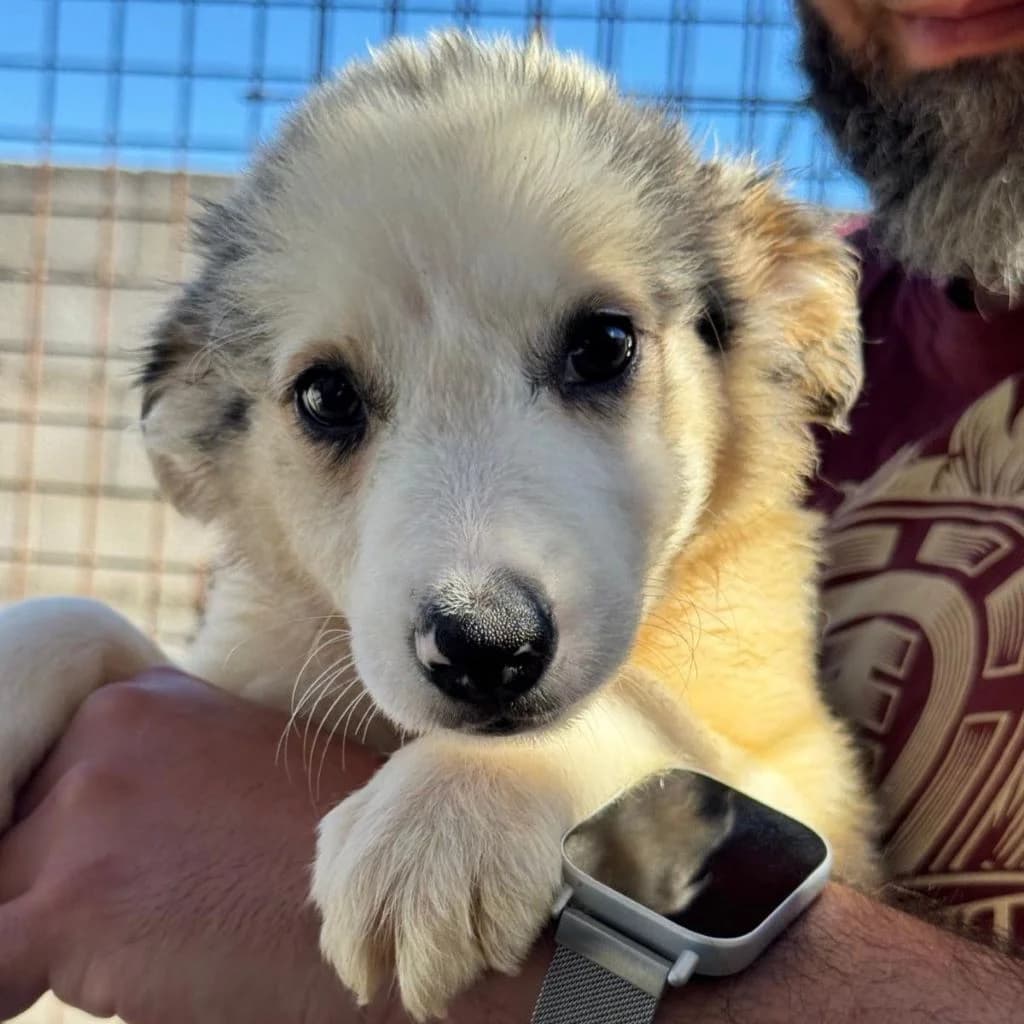 Mudito, merle male puppy Border Collie for adoption at SALVA Hundehilfe e.V.