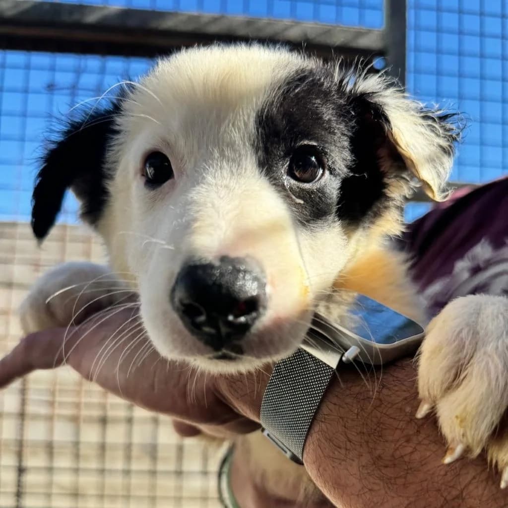 Alegre, male puppy Border Collie for adoption at SALVA Hundehilfe e.V.