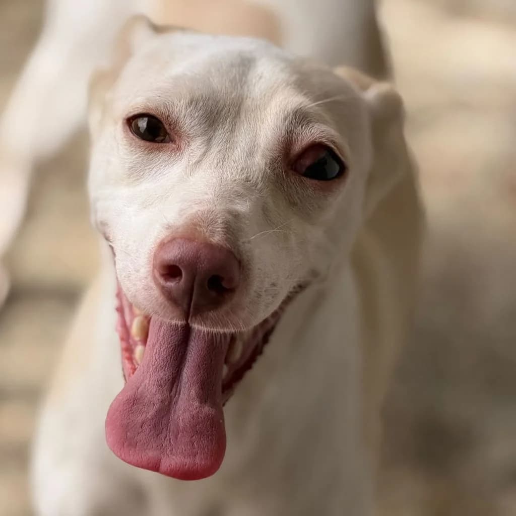 Flamenca, female 3yo Podenco for adoption at SALVA Hundehilfe e.V.