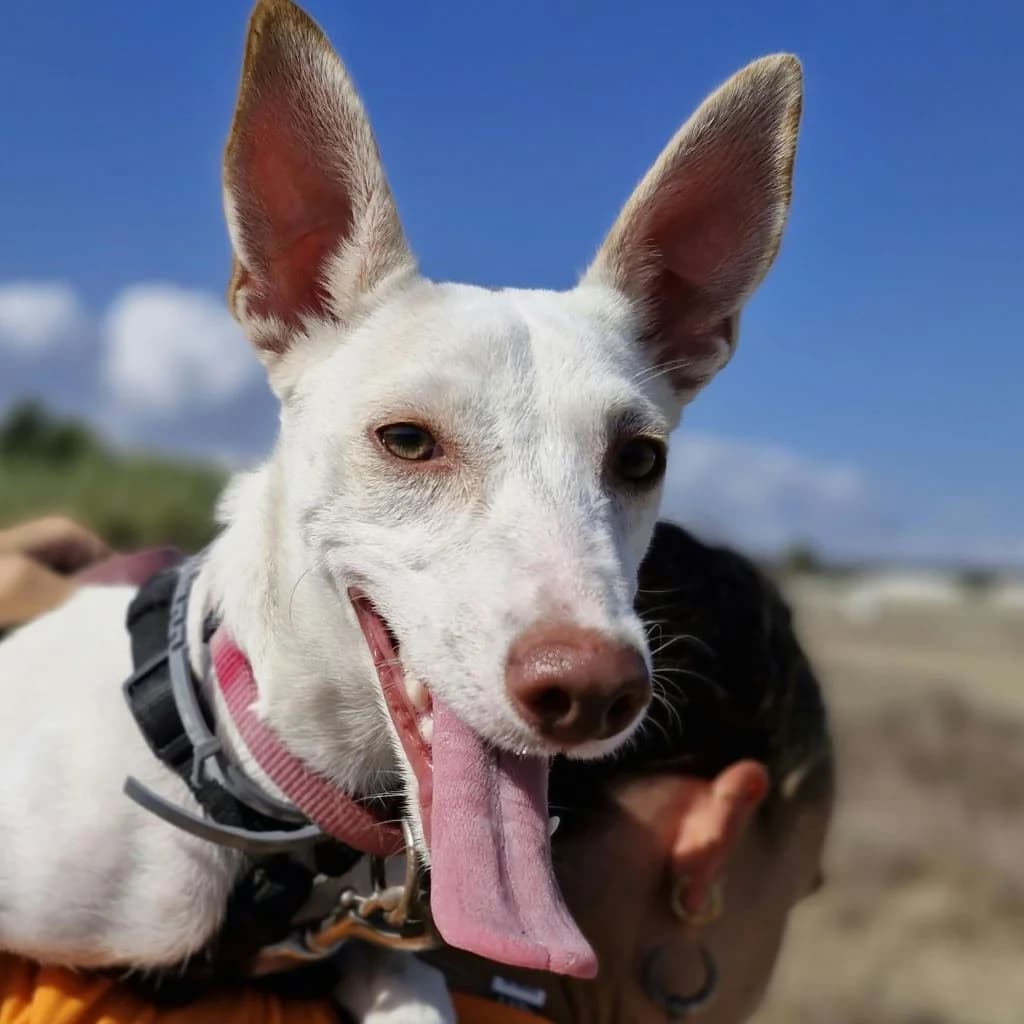 Luci, female puppy Podenco for adoption at SALVA Hundehilfe e.V.
