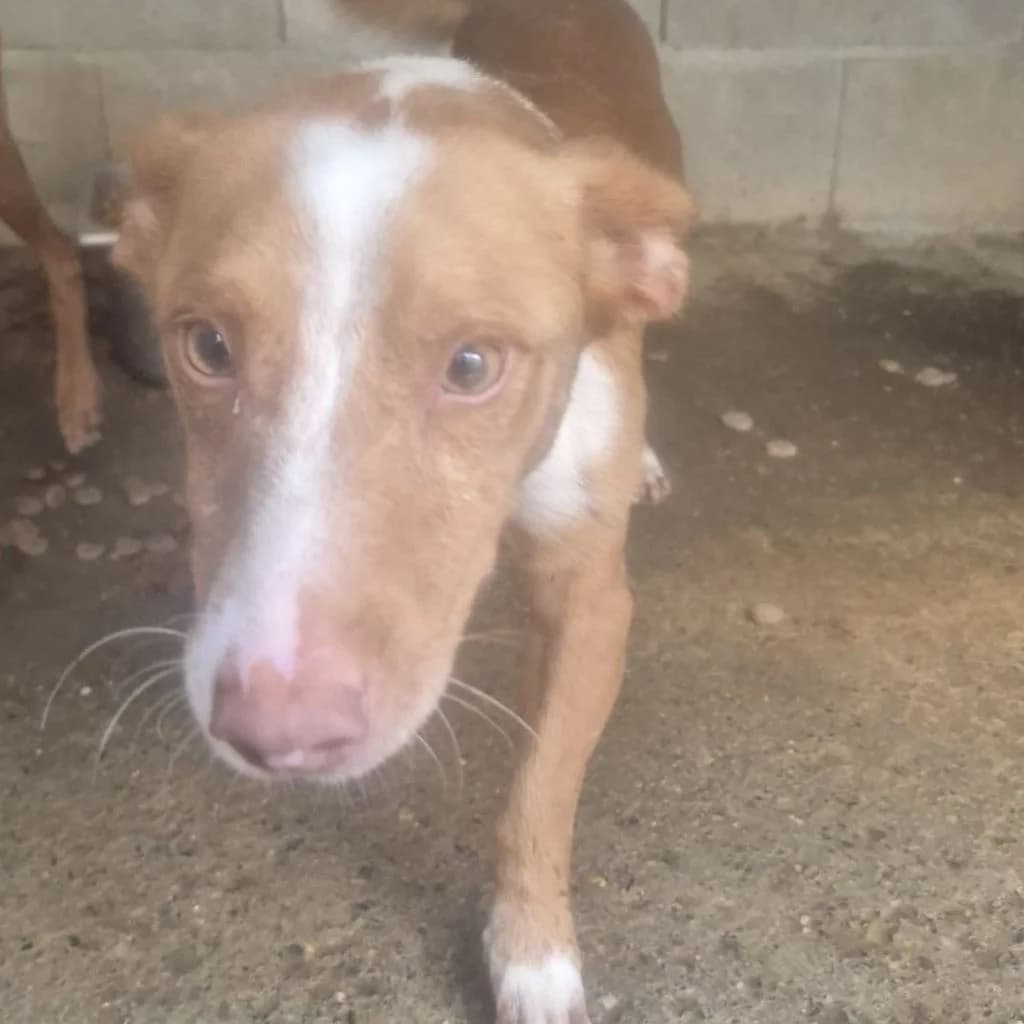 Pluto, male young Podenco for adoption at SALVA Hundehilfe e.V.
