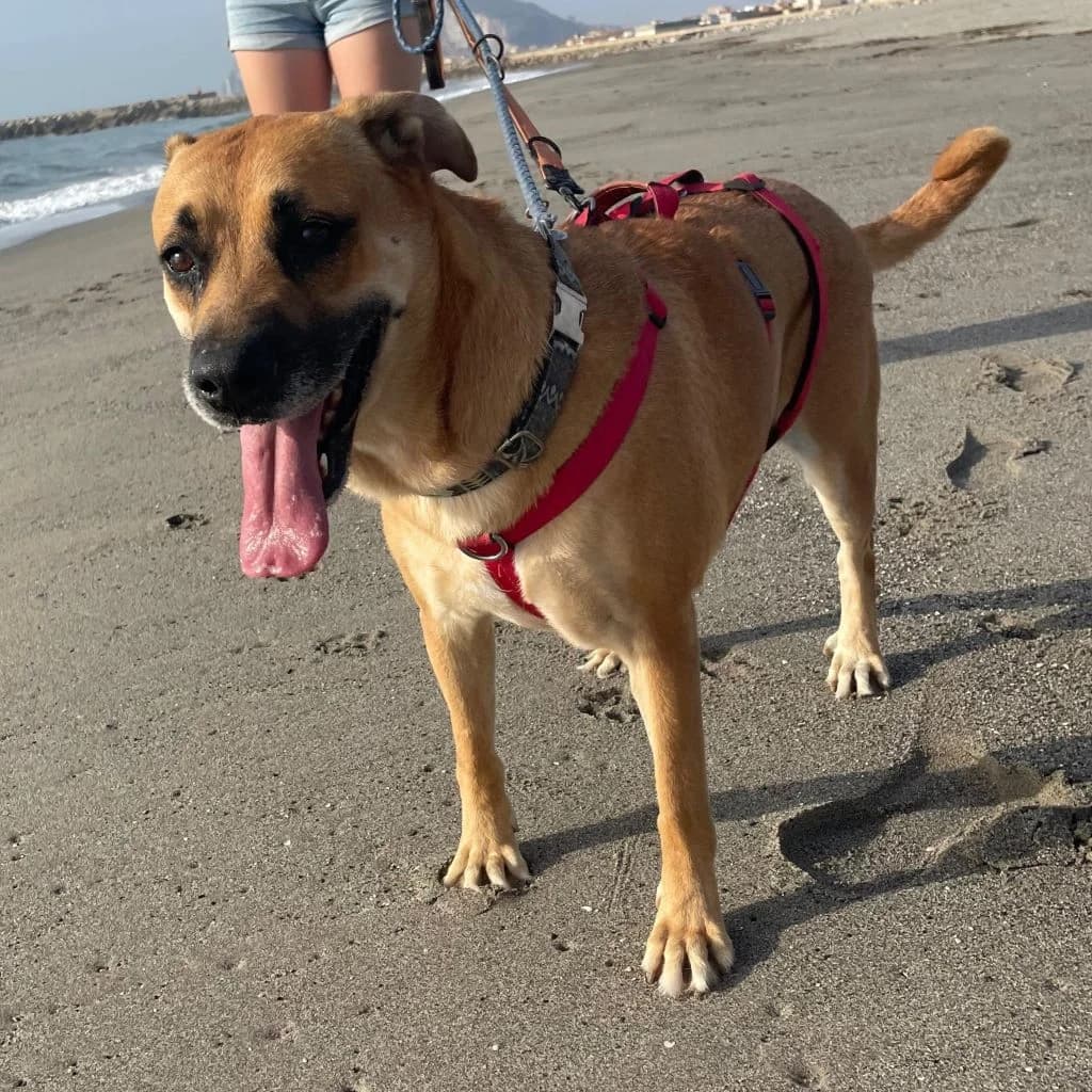Aldara, female 5yo Mixed Breed for adoption at SALVA Hundehilfe e.V.