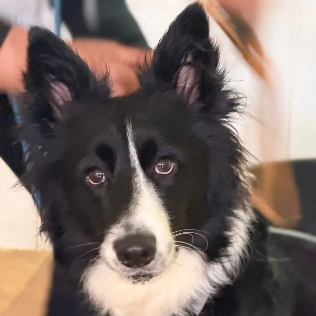 Lucero, male young Border Collie for adoption at SALVA Hundehilfe e.V.
