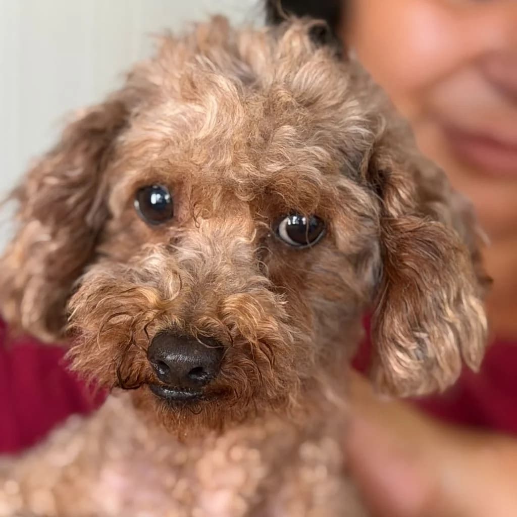 Odo, male 5yo Poodle for adoption at SALVA Hundehilfe e.V.