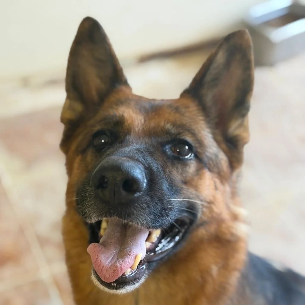 Queen, female 6yo German Shepherd for adoption at SALVA Hundehilfe e.V.