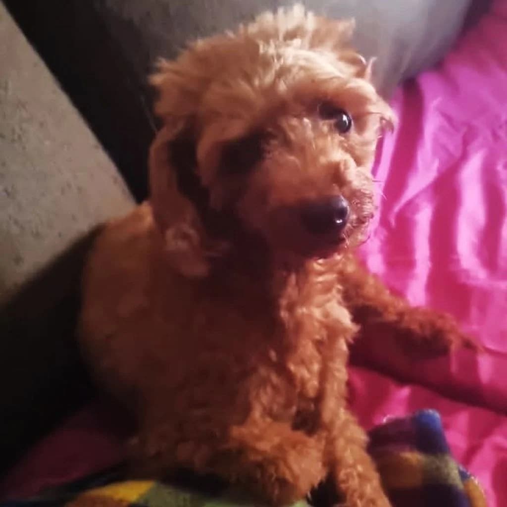 Pinki, female 4yo Poodle for adoption at SALVA Hundehilfe e.V.