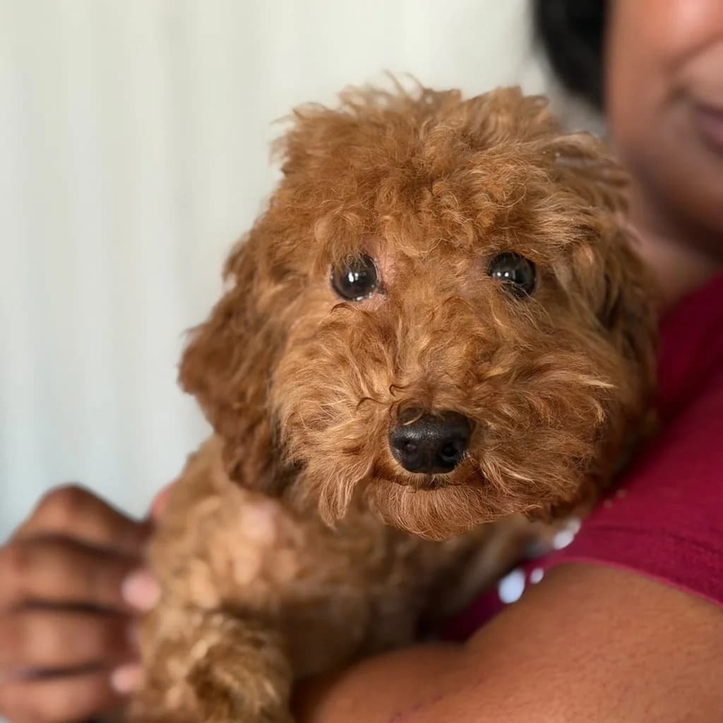 Puma, male 4yo Poodle for adoption at SALVA Hundehilfe e.V.