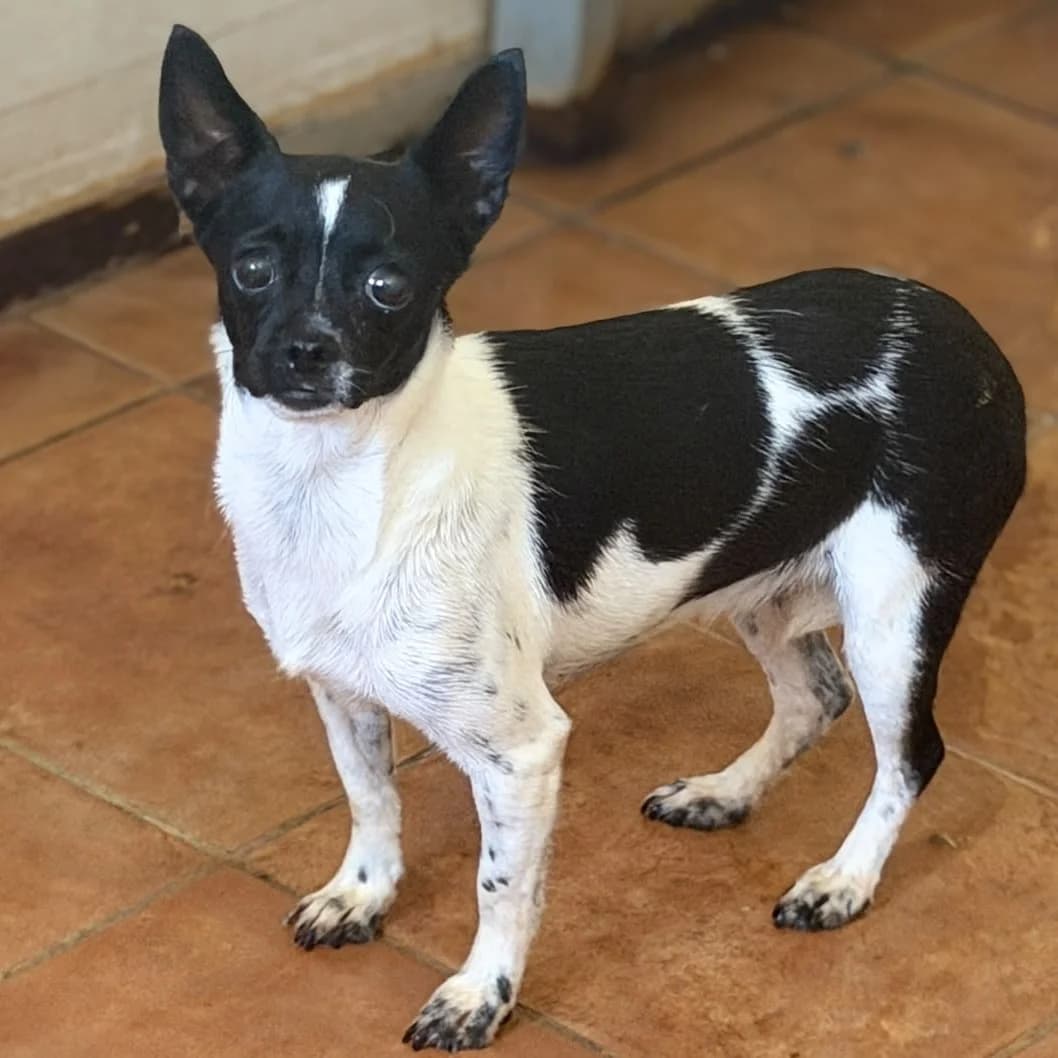 Angela, female 3yo Chihuahua for adoption at SALVA Hundehilfe e.V.