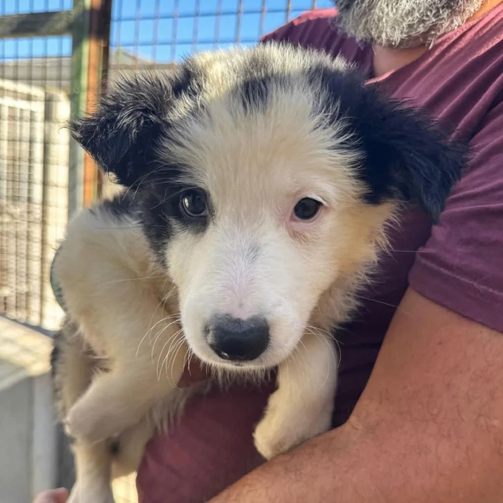 Mocoso, male puppy Border Collie for adoption at SALVA Hundehilfe e.V.
