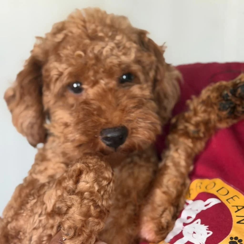Roberto, male young Poodle for adoption at SALVA Hundehilfe e.V.