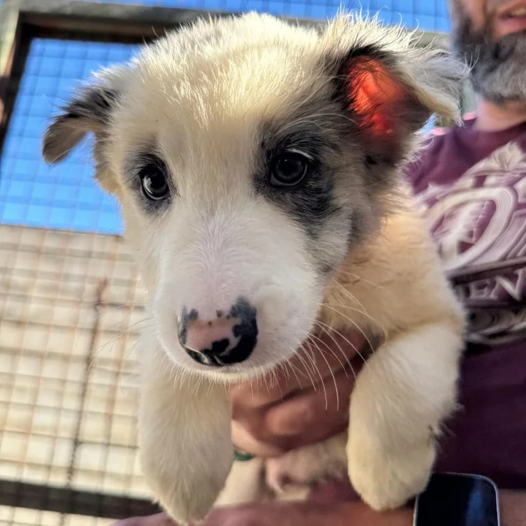 Grunon, merle male puppy Border Collie for adoption at SALVA Hundehilfe e.V.