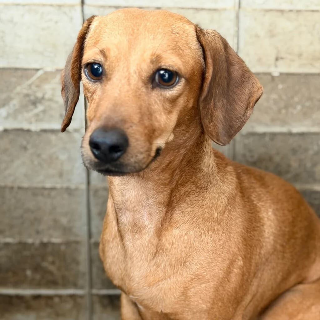 Rubia, female 4yo Podenco for adoption at SALVA Hundehilfe e.V.