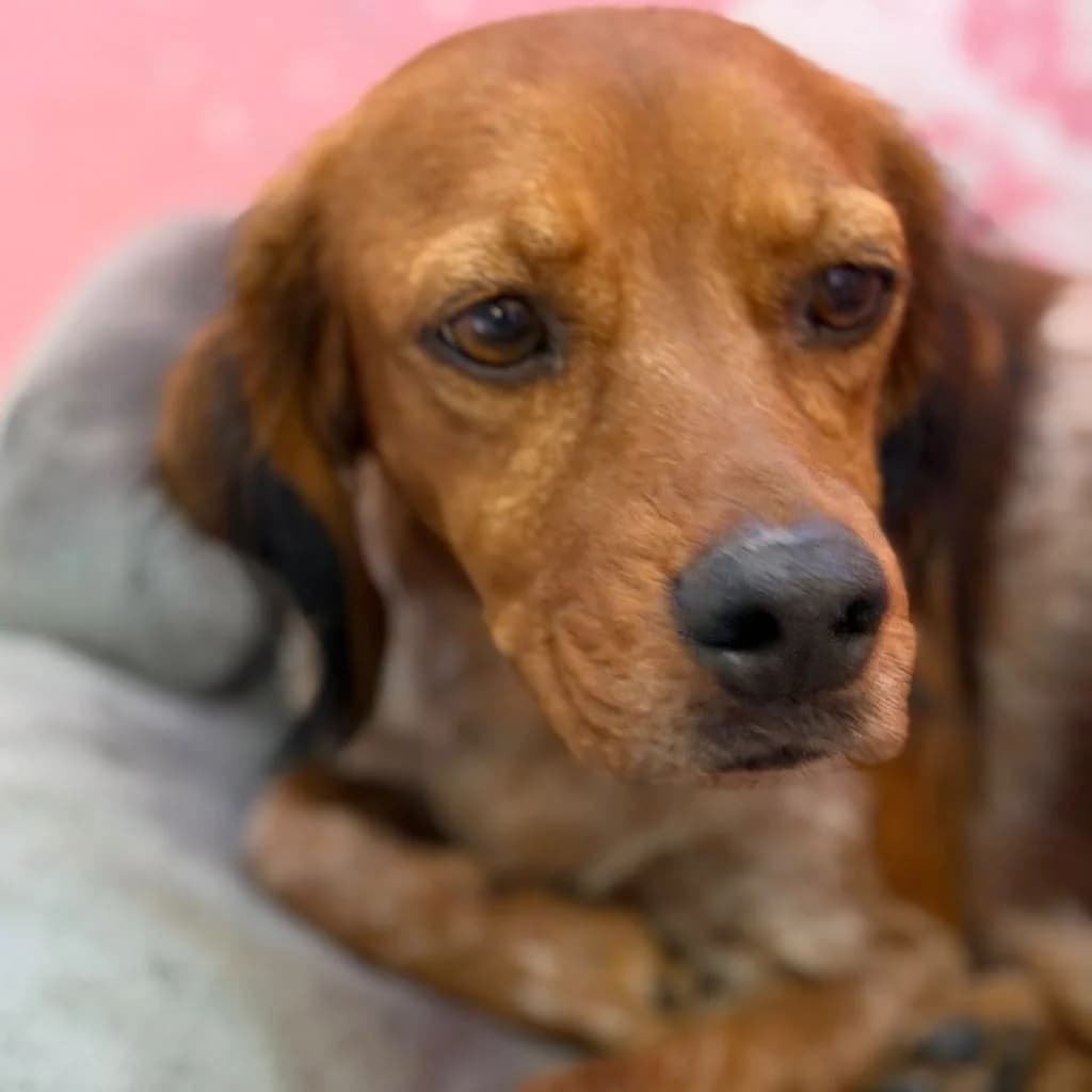 Tana, female 4yo mixed breed for adoption at SALVA Hundehilfe e.V.