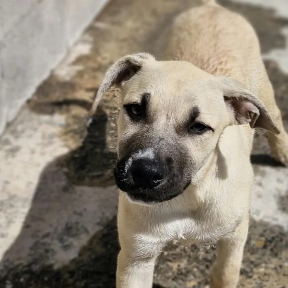 Tara, female puppy Mixed Breed for adoption at SALVA Hundehilfe e.V.