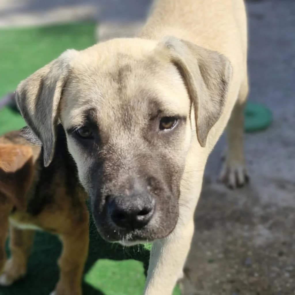 Rick, male puppy Mixed Breed for adoption at SALVA Hundehilfe e.V.