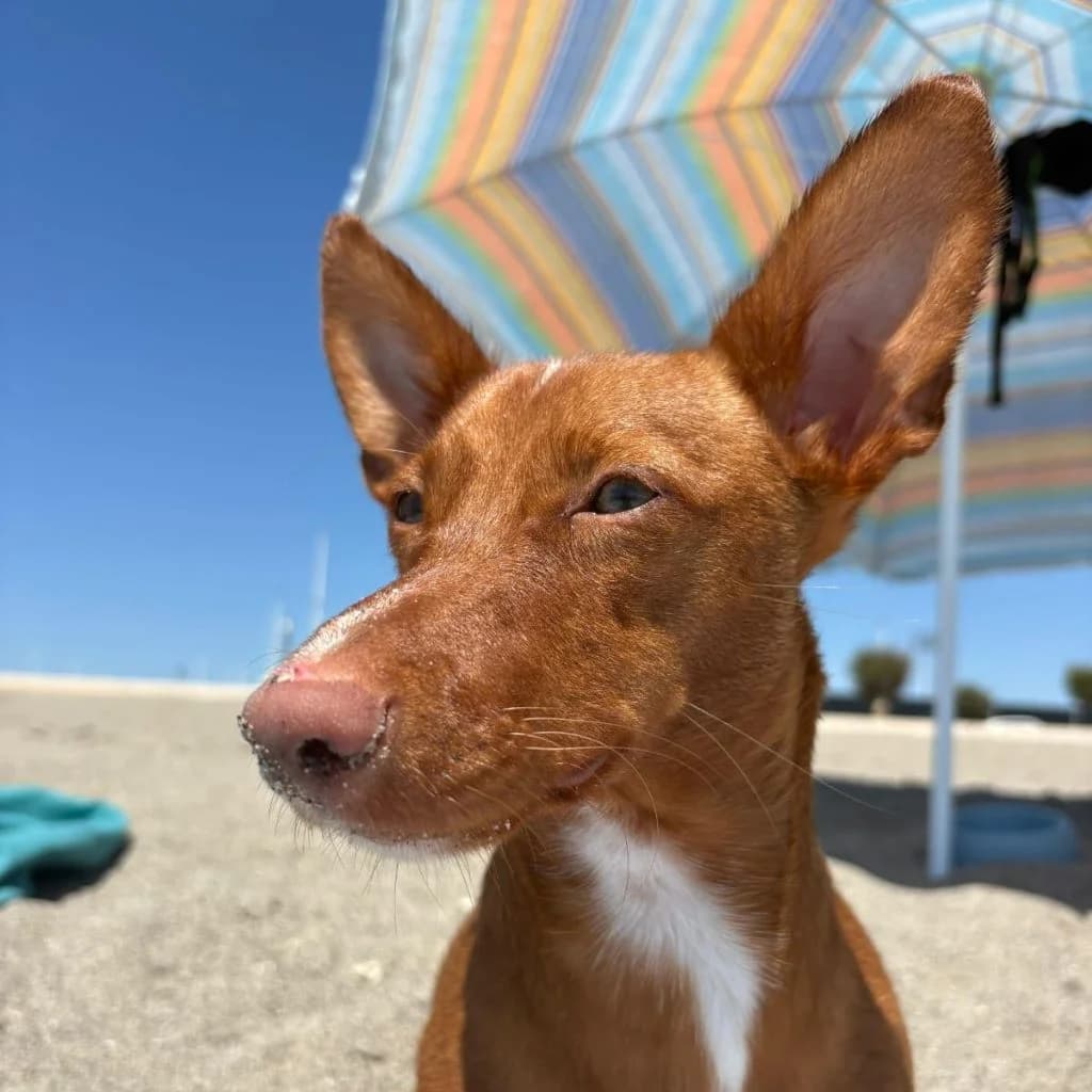 Nemo, male young Podenco for adoption at SALVA Hundehilfe e.V.