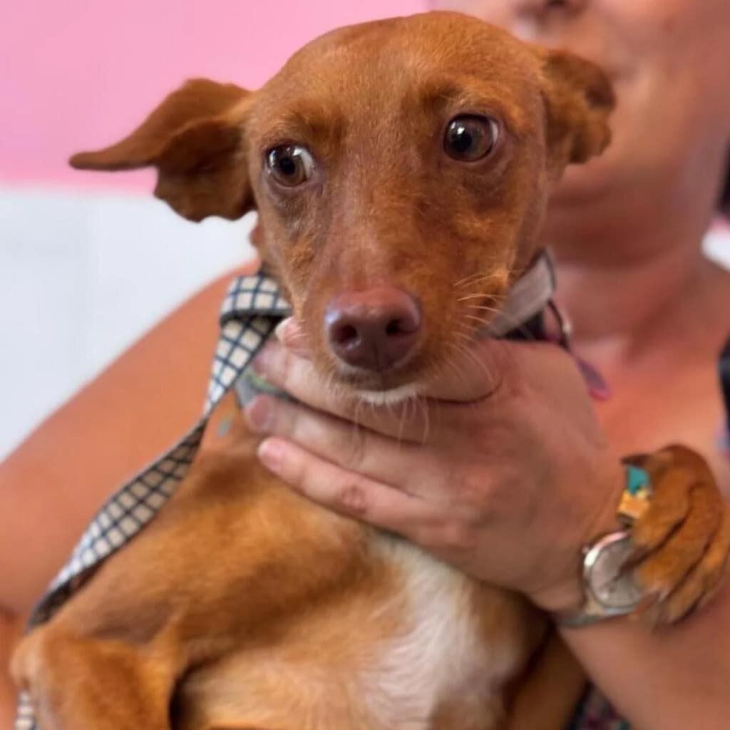 Lola, female young Podenco for adoption at SALVA Hundehilfe e.V.