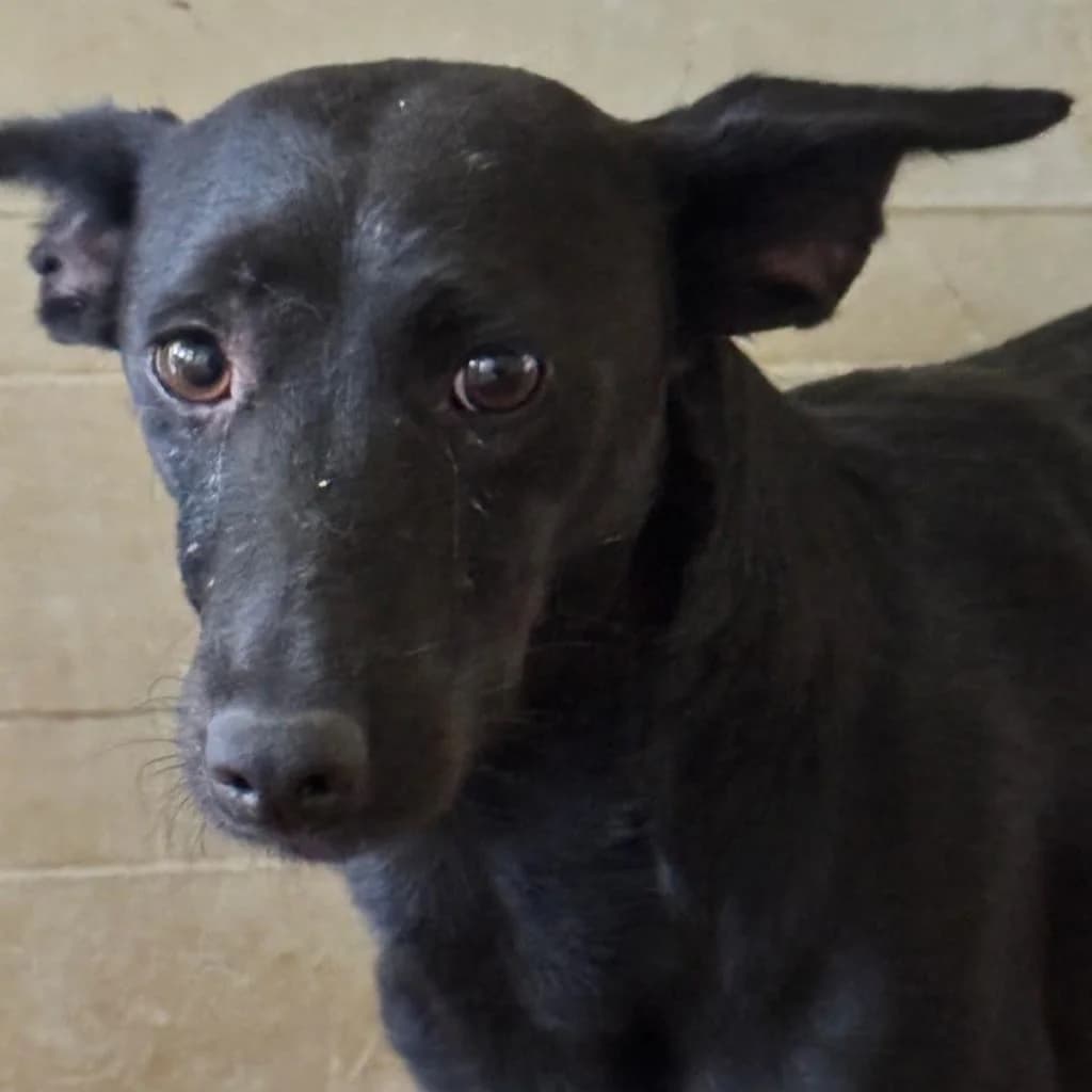 Sonia, female young Podenco for adoption at SALVA Hundehilfe e.V.