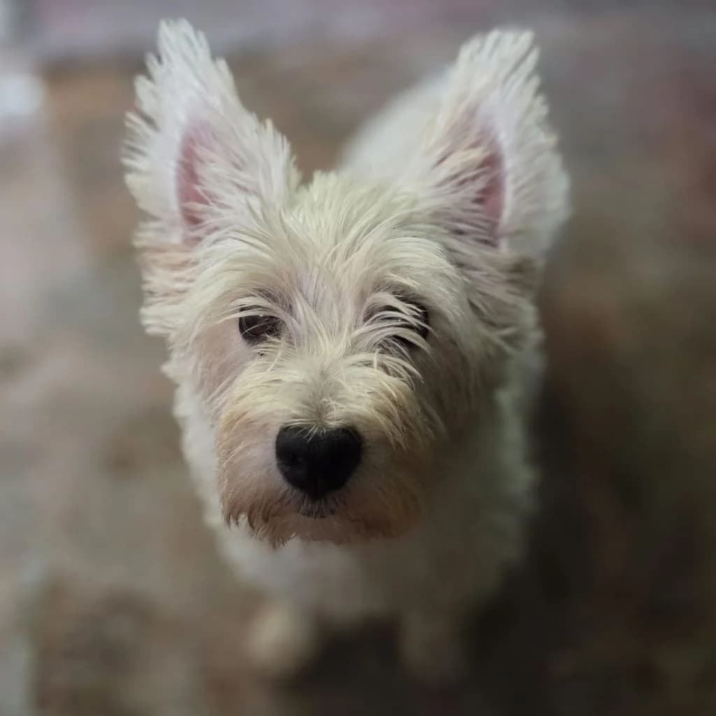 Rocio, male 6yo West Highland White Terrier for adoption at SALVA Hundehilfe e.V.