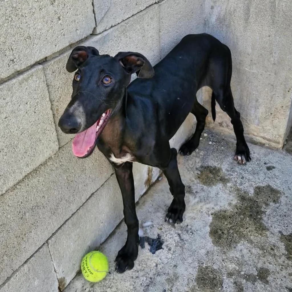 Leire, female puppy Galgo Español for adoption at SALVA Hundehilfe e.V.