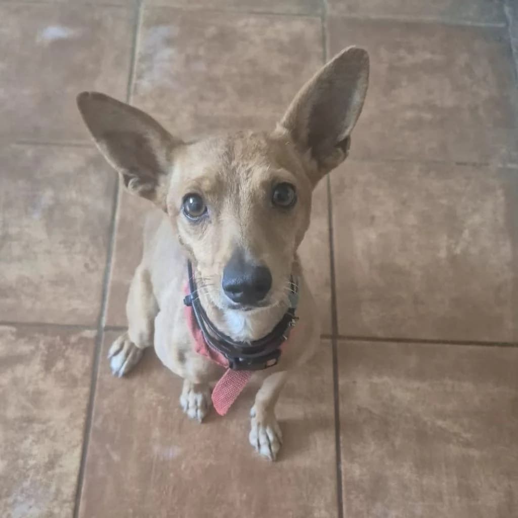 Astilla, female 3yo Mixed Breed for adoption at SALVA Hundehilfe e.V.