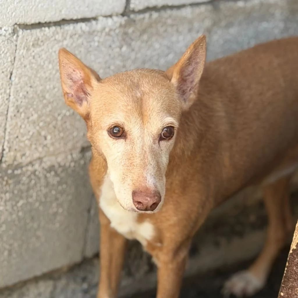 Ratama, female senior Podenco for adoption at SALVA Hundehilfe e.V.